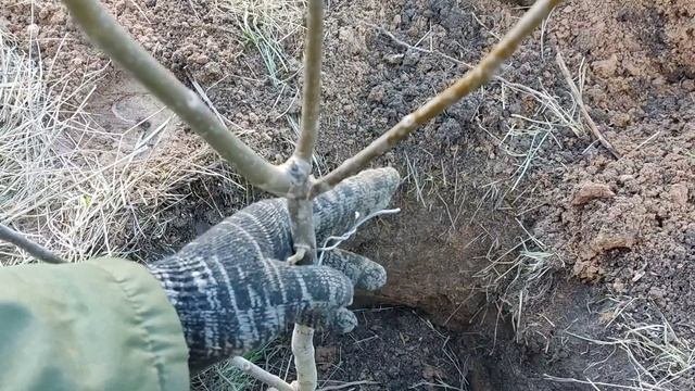 Посадка саженца грецкого ореха