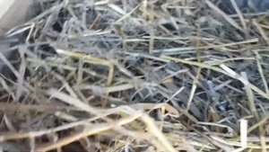 Высаживаем индюшек на яйца. Бесплатный инкубатор без затрат на электроэнергию