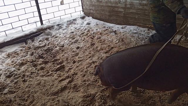 Самый крутой американский ковбой, ни чуть не лучше чем обычный русский пастух. смотреть онлайн