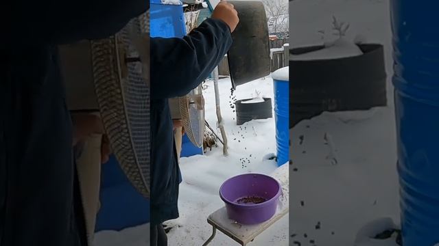 Как просто просеять кедровый орех смотреть онлайн