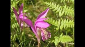 #Аргирантемум #Аретуза #Аризарум Цветы садовые17 Декоративные растения