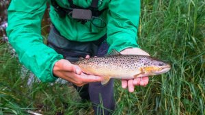 Ловля форели в ручье. Рыбки в пятнышках. Выдра съела всю рыбу? / Trout fishing in the creek.