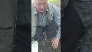 Как правильно пересадить спаржу Аполло, тонкости и рекомендации от практика