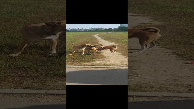 Разборки в стае собак, Лабрадор щенок и щенок Басенджи и дворняга. смотреть онлайн