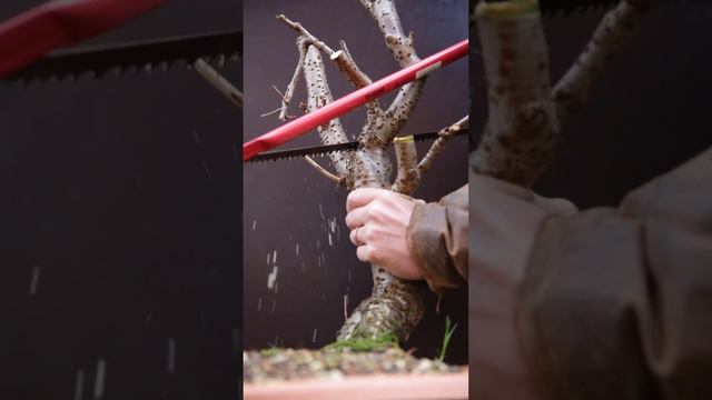 Starting a bonsai is Easy: Remove all that is not bonsai