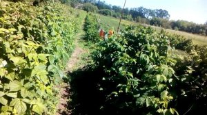 Как и когда опрыскивать малину