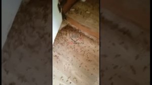 Уничтожение тараканов в квартире. Результат после обработки Московской квартиры от тараканов.