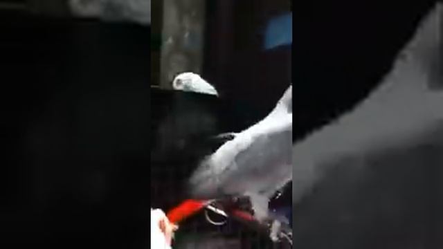 Жако Apple разговаривает смотреть онлайн