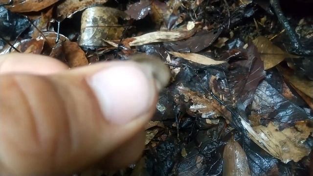 ツノマタタケその他 Guepinia spathularia and Others смотреть онлайн