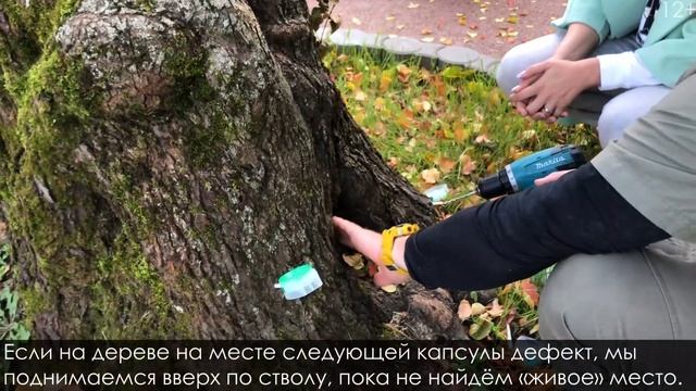 ИНЪЕКЦИИ ДЛЯ ДЕРЕВЬЕВ