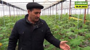 Какие аминокислоты мы даём в фазу массового цветения огурцов ?!