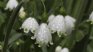 ПОЛЕВЫЕ ЦВЕТЫ ДЛЯ ЛЮБИМОЙ (звуки саксофона)-муз.и исп.Сумин А.