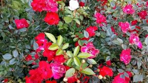 Невысокие бордюрные розы Low border roses 低边玫瑰 Rosen mit niedrigem Rand 低いボーダーのバラ 낮은 국경 장미 低邊玫瑰