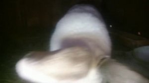 Окрол самец калифорния и самка французский баран, содержание и не много о кролиководстве.