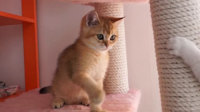 золотой британский котенок, мальчик  3 месяца