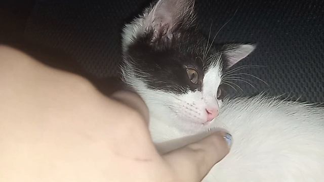 ПИЩИТ ЛИ НОСИК У КОТЯТ?ПРОВЕРЯЮ! КОШКА ЛАПА смотреть онлайн