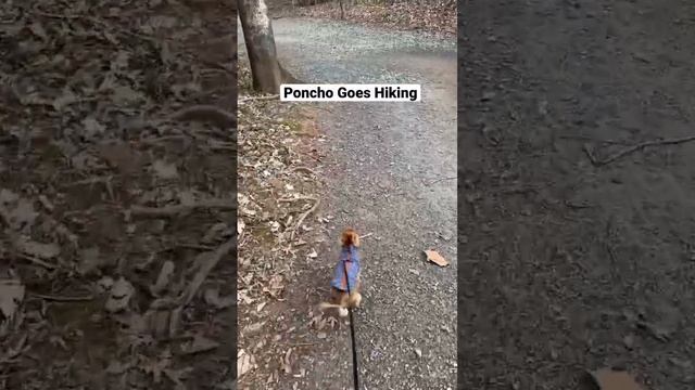 Poncho Goes Hiking