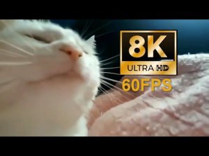 Vibing Cat (8K 60fps) Remaster