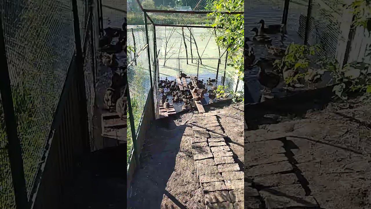 ПОДСАДНЫЕ УТКИ. 27.08.2024. Подросли! смотреть онлайн