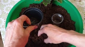 Как быстро пересадить фиалку! Фиалки у Алисы.