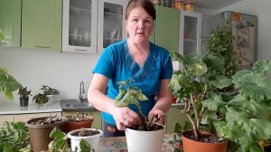 Обрезка пеларгоний,сорта.