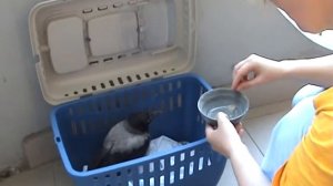 Голодный воронёнок /Лена Воронова