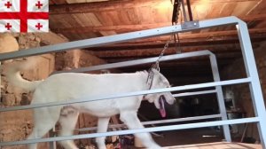 Беговая дорожка для собак / Тренируем собаку на беговой дорожке / Волкодав на беговой дорожке / Ход