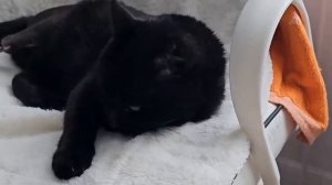 Черный бархат и взгляд не земной!
