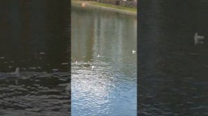 Ты меня не любишь? Что ж, не надо. Стихи. Автора не знаю. Читает Эстэр.