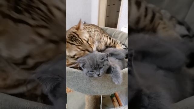 Бенгальский кот с милым котёнком ?