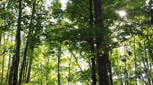 С ТЁЩЕЙ НА ДАЧЕ, А КАК ЖЕ ИНАЧЕ? Интересные истории из жизни. Рассказы о любви. Теща Сладкая