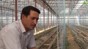 ПРОФИЛАКТИКА БОЛЕЗНЕЙ ПОСЛЕ ВЫСАДКИ РАССАДЫ ФИТОСПОРИНОМ (13-07-2019)