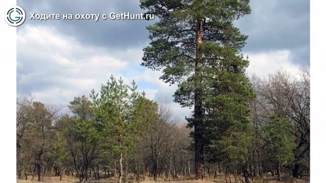 Охота в Самарской области – Любицкое охотничье хозяйство СОООиР охота на вальдшнепа смотреть онлайн