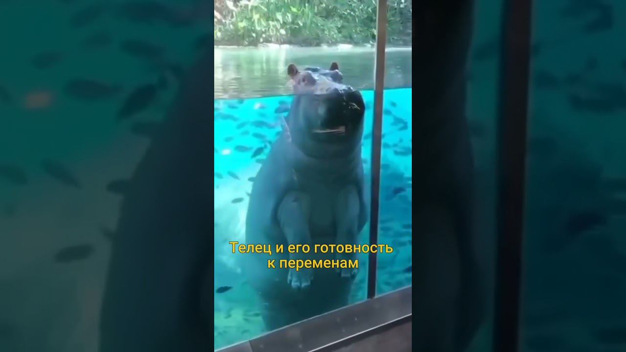 Астроюмор. Телец и перемены #астрология #психология #юмор