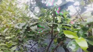 SADAD  এর আকিকা ই কি করলাম/Md mahee/alvi sam/Sadad  ibne mohiuddin