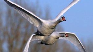 Бандера Андрей - Лебединая Душа