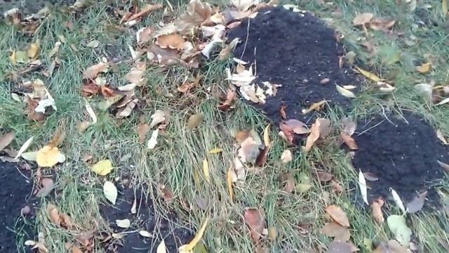 Что умеет делать крот?