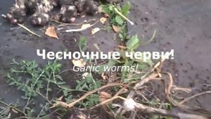 Чесночные черви! Рыболовная гипотеза/Garlic worms! Fishing hypothesis