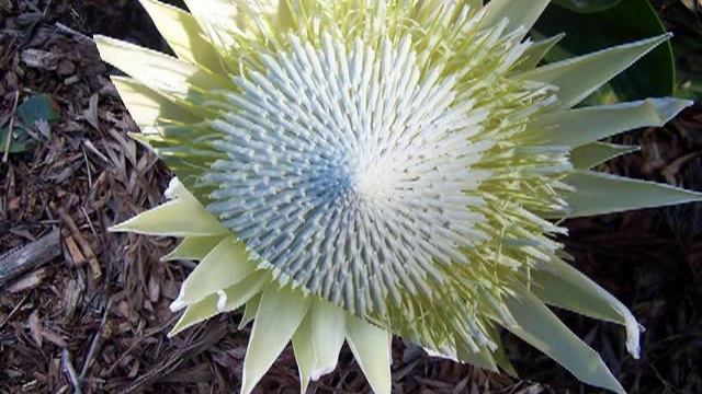 Protea - White King смотреть онлайн