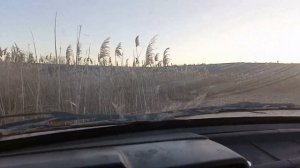 Как избавиться от тростника :-))