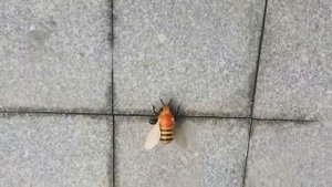 Игрушка насекомое на радиоуправлении Пчела 9923