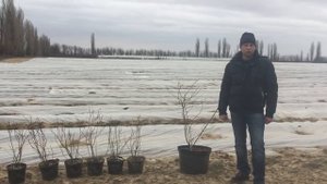 Выращивание голубики в туннелях и горшках.