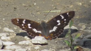 Бабочка. Переливница тополёвая  ( Apatura ilia )