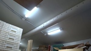 Выгонка тюльпанов в Казани | Выход 95% с первого раза