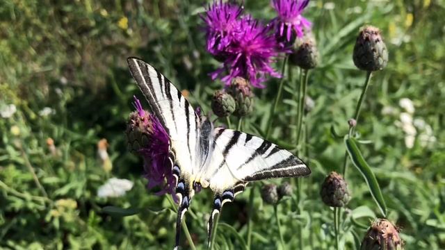 Наш Сад?белка?бабочка?птица_удача???цветы?гриби смотреть онлайн