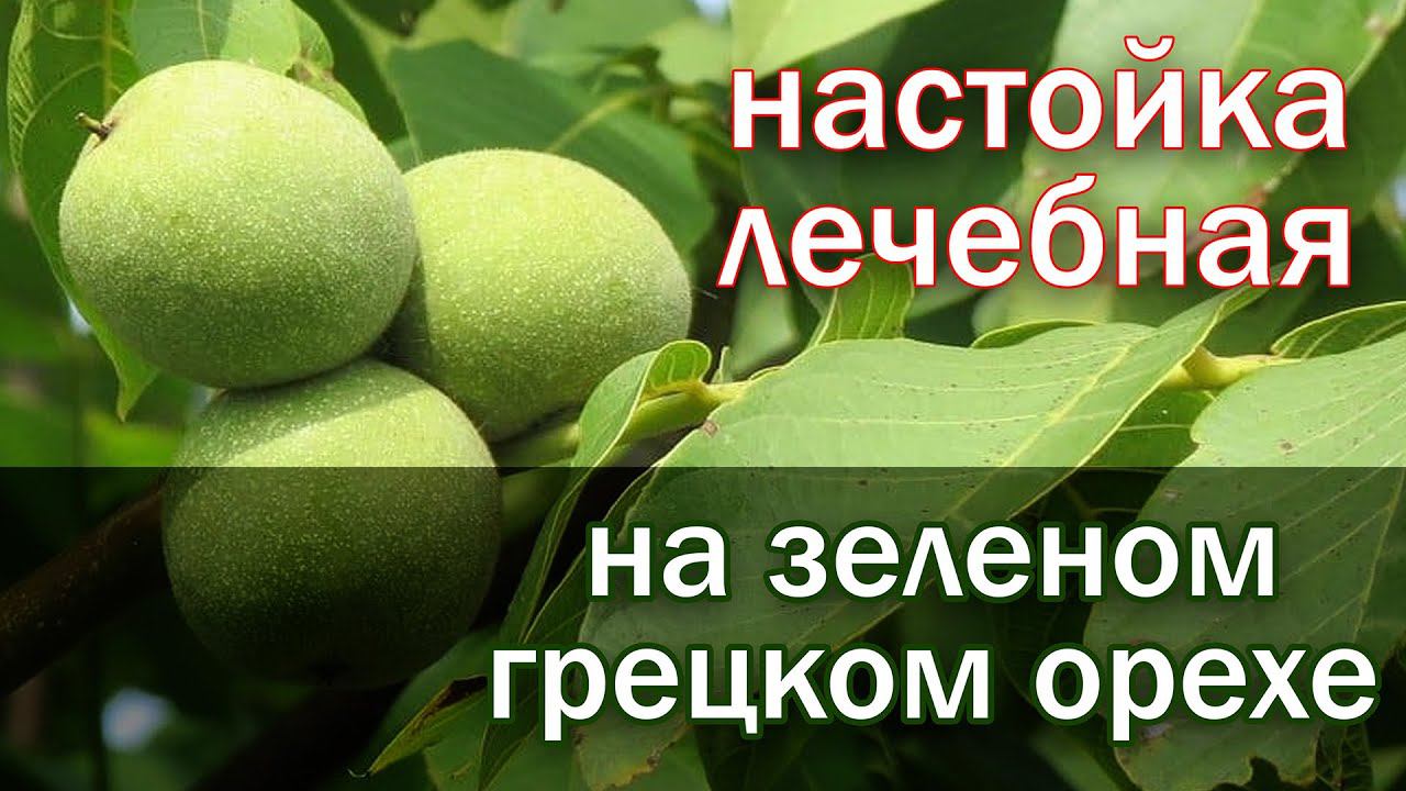 Лечебная настойка!!!! настойка из зеленых грецких орехов от канала свой среди своих кулинария
