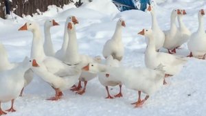 Подготовка Гусей к Яйцекладке/Пропаивание, Кормление все по схеме с подробным описанием