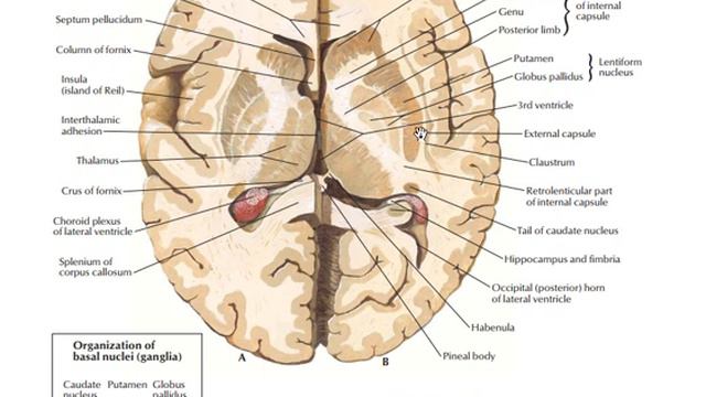 Neuroanatomy: The brain, brain stem and spinal cord
