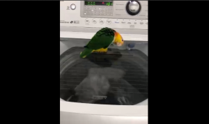Весёлый попугай и стиральная машина