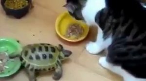 Черепаха съест кота (The turtle will eat a cat)